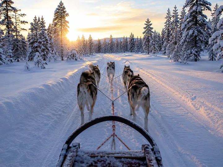 Pinewood Cabins - Dog sledding