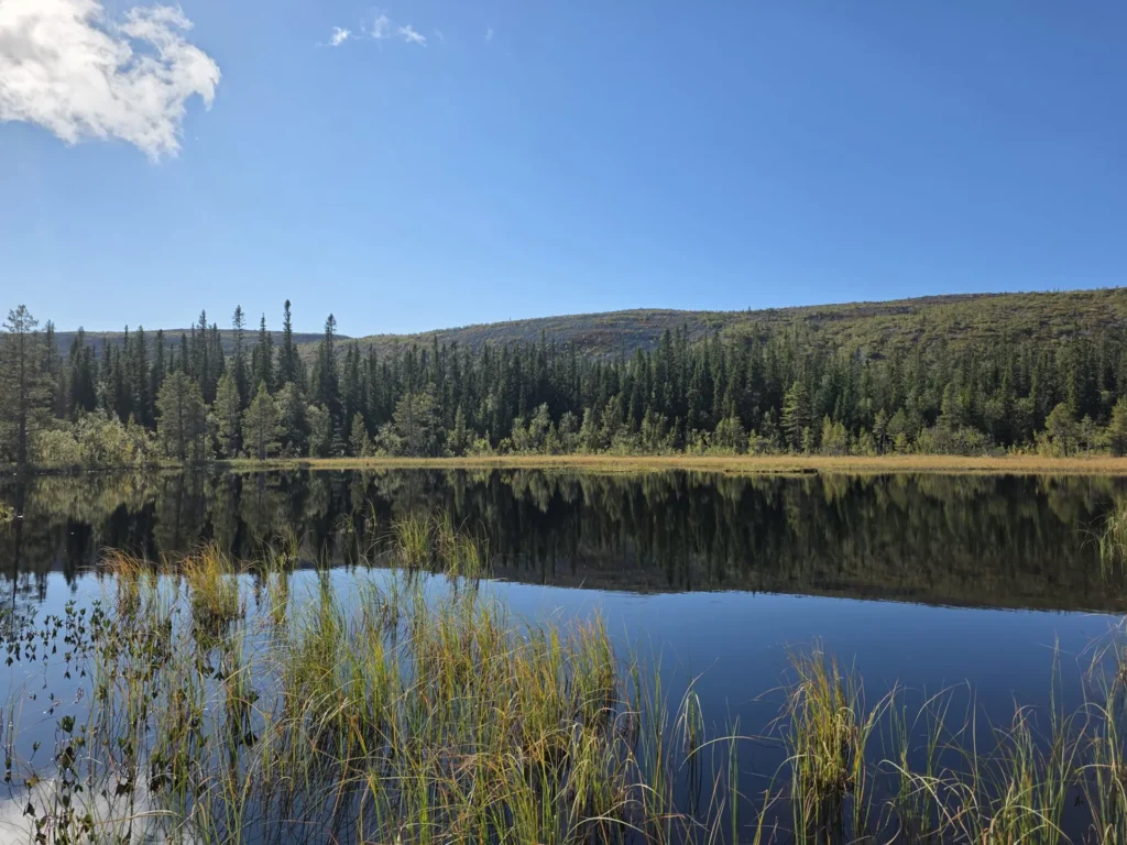Pinewood cabins - lake